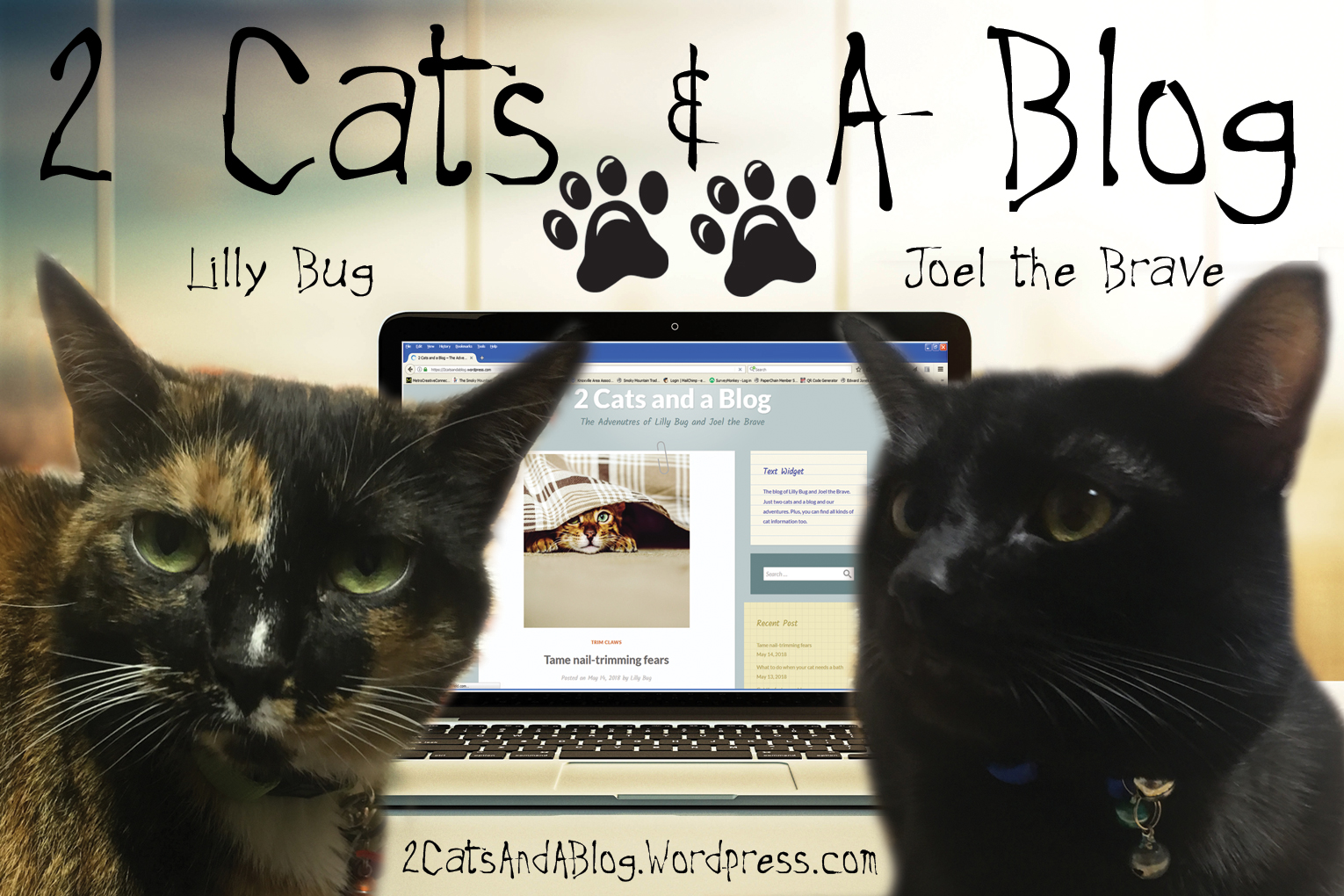 2 Cats and a Blog (Lilly Bug and Joel the Brave) https://2catsandablog.wordpress.com