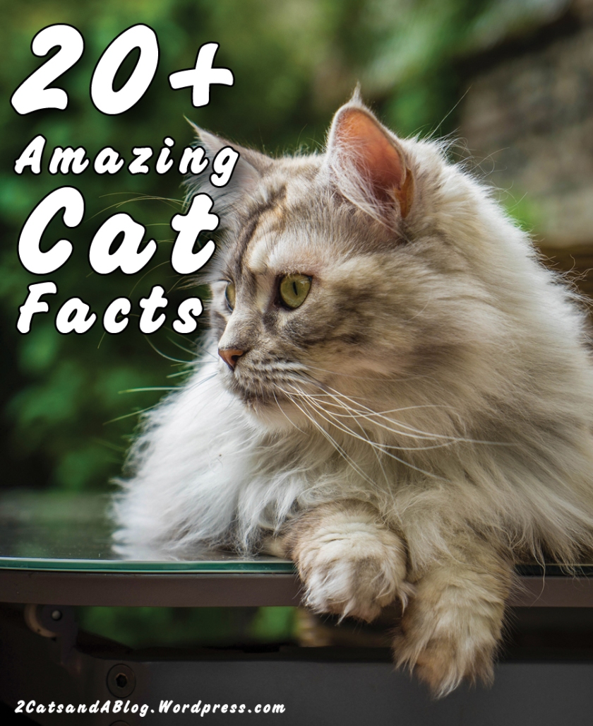 20+ Amazing Cat Facts