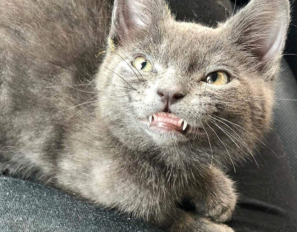 Meet Wolfie the Kitten - This kitten will give you a toothy smile. He might look fierce! #WolifetheKitten