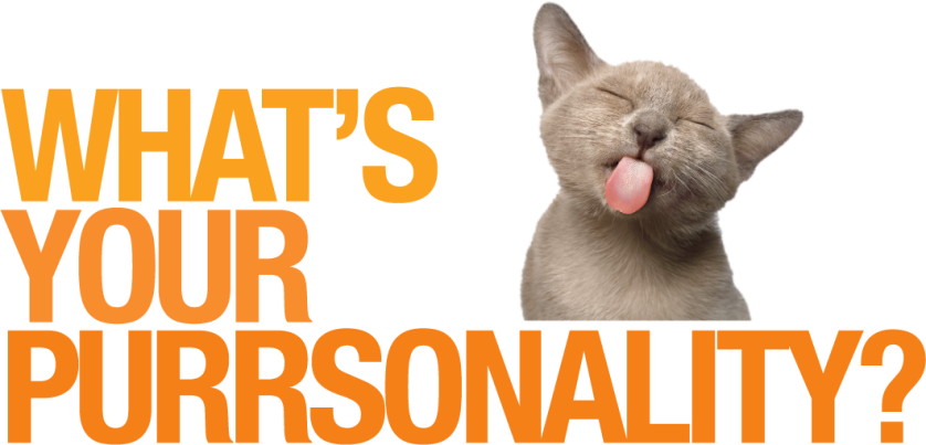 What's Your Purrsonality? - A Cat Owner Personality Quiz