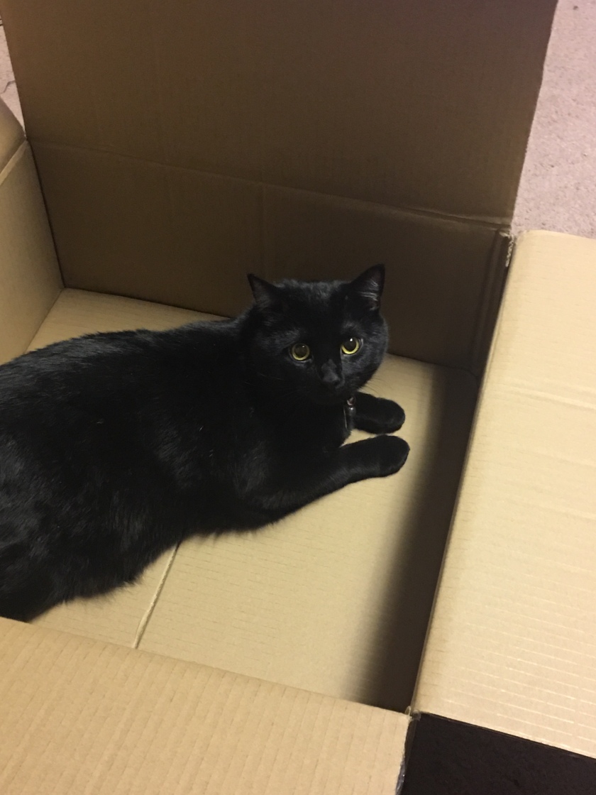 Joel the Brave enjoying the box the Cat Cottage came in. | Photo Credit Steve Patterson 